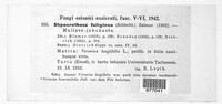 Podosphaera fuliginea image